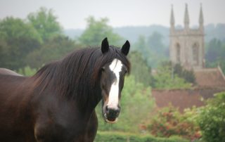 Heavy Horses at Chawton House