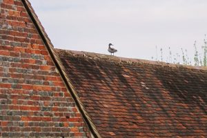 RoofDuck