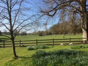 escapee lambs 2
