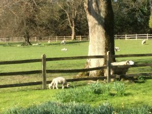 escapee lambs