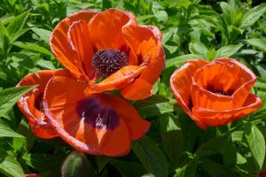 Bright red poppies on the Library Terrace 