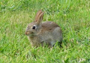 A_Wild_Rabbit_at_Lossiemouth_-_geograph.org.uk_-_1441920