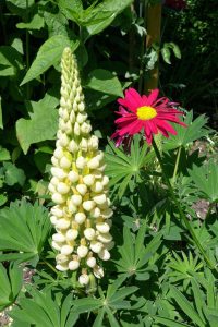 Lupin and pyrethrum