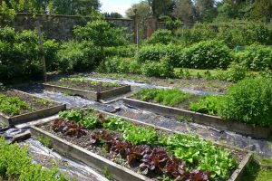 Lovely lettuces - a temptation for any rabbit!