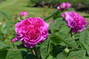 Rosa 'Isaac Pereire'