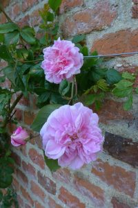 Rosa 'Mistress Quickly'