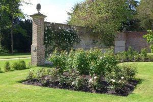 climbing rose in the Rose Garden
