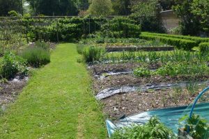 veg garden 3reduced