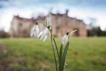 Photo of snowdrops outside Chawton House Library