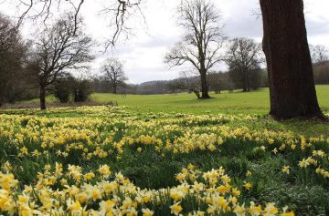 Daffodils