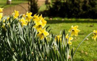 Daffodils Talk & Walk