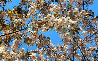 Bluebells & Blossom Weekend