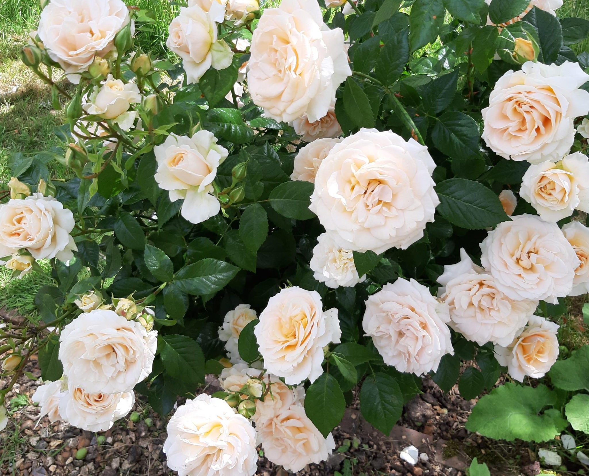 Jane Austin Roses Regency Week Jane Austen Garden Tour - Chawton House
